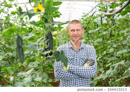 Portrait of contented greenhouse owner next to a cucumber harvest Portrait of contented greenhouse owner next to a cucumber harvest 104415013