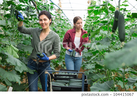 Collective picking of cucumbers Collective picking of cucumbers 104415067