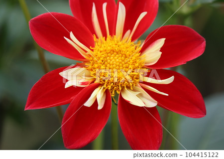 和諧的花貌增強美感 和諧的花貌增強美感 104415122