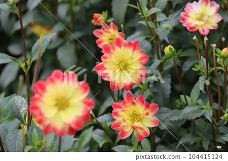 小大麗花 2，在花壇裡看起來不錯 104415124