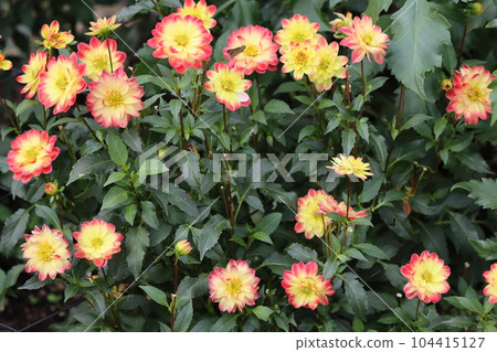 Four small dahlias that look good on flowerbeds Four small dahlias that look good on flowerbeds 104415127