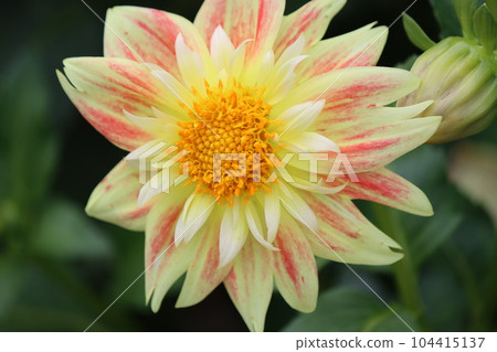 具有多種花色的迷人大麗花-4 104415137