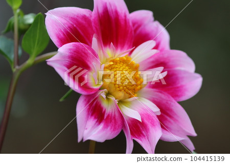 大麗花的顏色從初夏到初秋 104415139