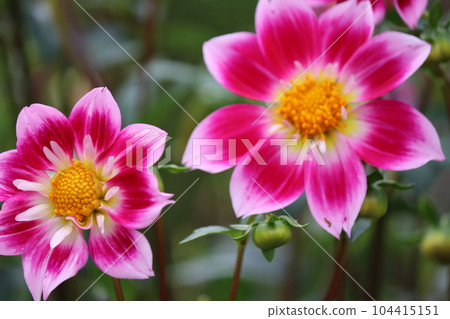 從初夏到初秋色彩繽紛的大麗花——Hachi 104415151