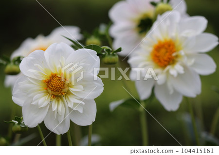 A dahlia flower with an impressive pure white color-2 104415161