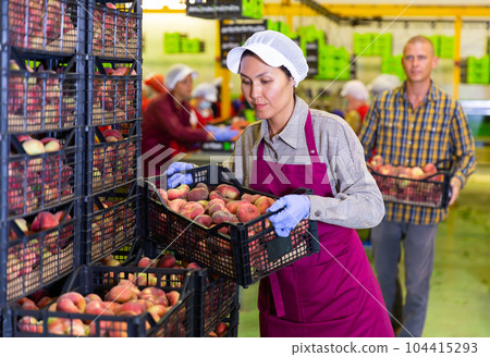 Woman and man loading peaches 104415293