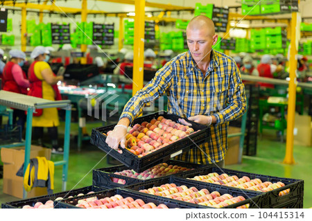 Man carrying box of peaches 104415314