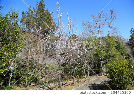 Apricot flowers 104415360