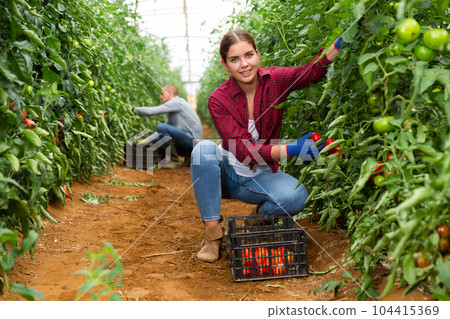 Man and girl picking tomatoes Man and girl picking tomatoes 104415369