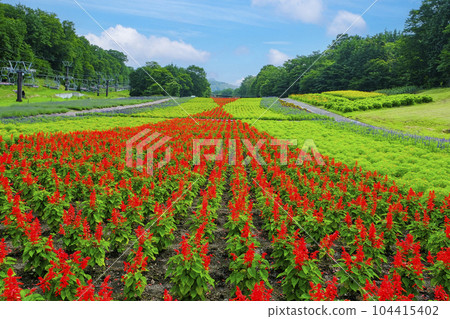 Salvia的花園 Salvia的花園 104415402