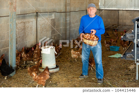 Senior farmer in hen house 104415446
