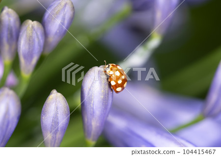 Moore white otter tentou 104415467