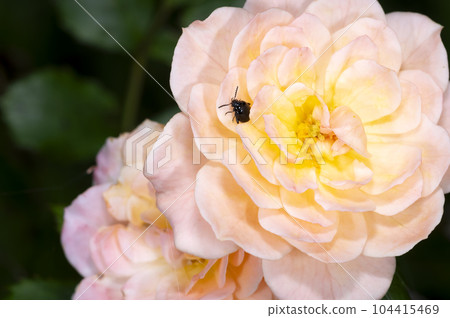 Ruri Marni beetle 104415469