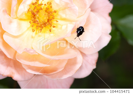 Ruri Marni beetle 104415471