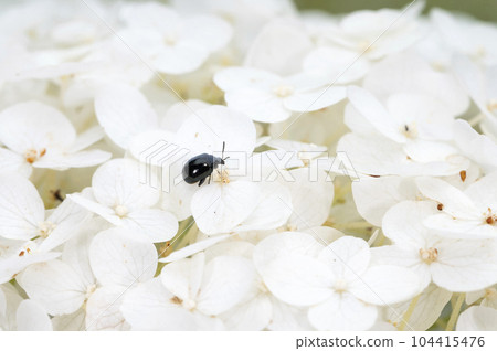 Ruri Marni beetle 104415476