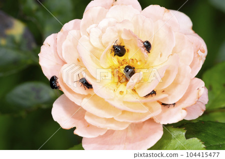 Ruri Marni beetle Ruri Marni beetle 104415477