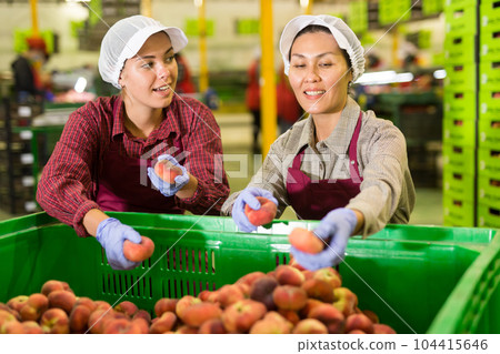 Two positive female workers sorting ripe peaches in warehouse Two positive female workers sorting ripe peaches in warehouse 104415646