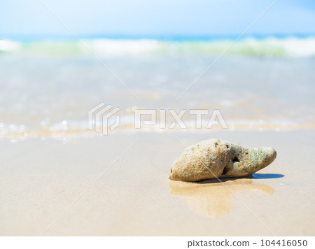 Sea Shell Coral on Sand Beach with Blue Sea Background,White Wave Water Summer at Coast,Seashell Cancun with blur Ocean Landscape Tropical,Island Koh Larn Shore Beautiful,Tourism Travel in Holidays. 104416050