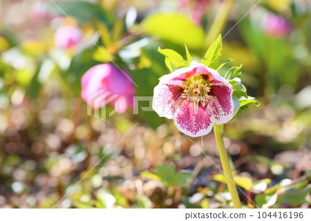 Christmas rose flowers Christmas rose flowers 104416196