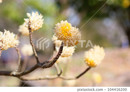 Mitumata flowers Mitumata flowers 104416200
