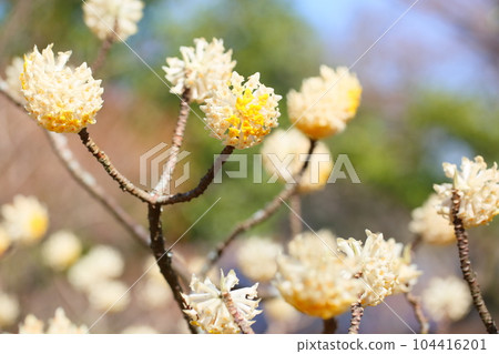 Mitumata flowers Mitumata flowers 104416201