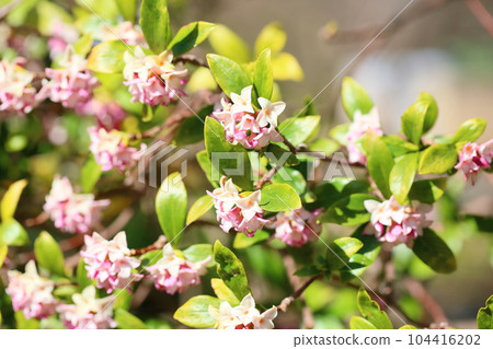 Jinchoge花盛開 104416202