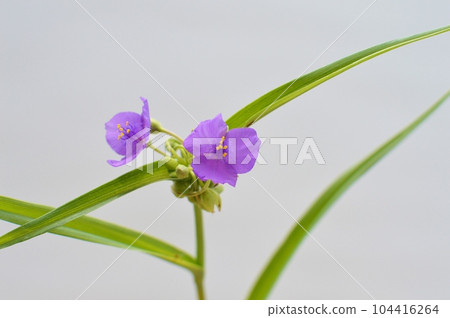 Flower of Tradescantia on white background Flower of Tradescantia on white background 104416264