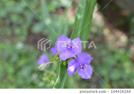 Flower of the red flower blooming in the garden Flower of the red flower blooming in the garden 104416268