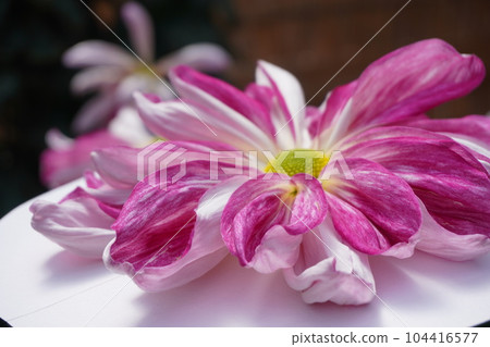 “日本菊花（黑桃）” 104416577