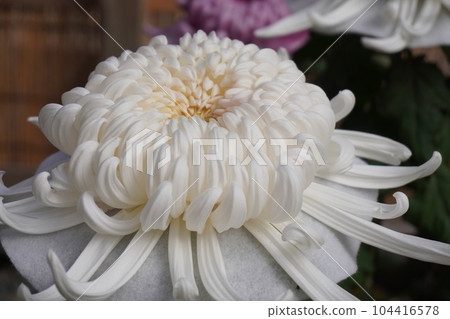 “日本菊花（白色，單朵）” 104416578