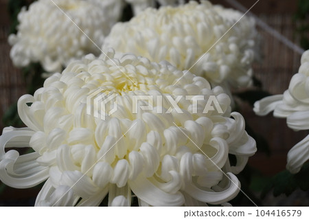 「日本菊花(白)」 「日本菊花(白)」 104416579