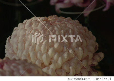 "Japanese chrysanthemum (thin peach)" 104416591