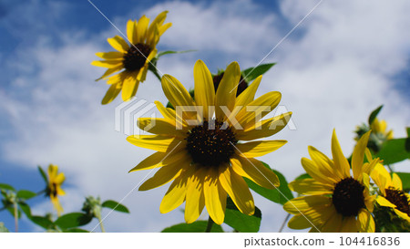 盛開的向日葵和藍天，充滿活力的盛夏向日葵，日本， 104416836