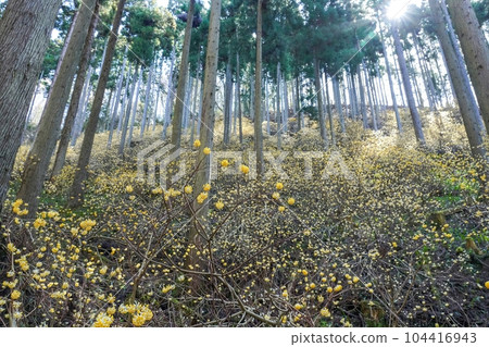 Collaborative scene of mitsumata flowers in full bloom and cedar forest Collaborative scene of mitsumata flowers in full bloom and cedar forest 104416943