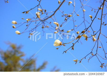 Kobushi花 Kobushi花 104416987