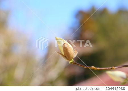 Kobushi的棺材 Kobushi的棺材 104416988