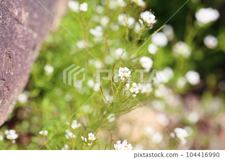 Shepherd's purse flower in full bloom Shepherd's purse flower in full bloom 104416990