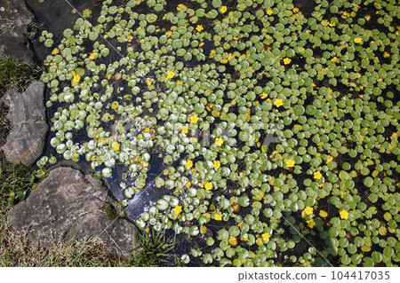 池塘里漂浮著黃色的阿薩薩花和綠葉 104417035