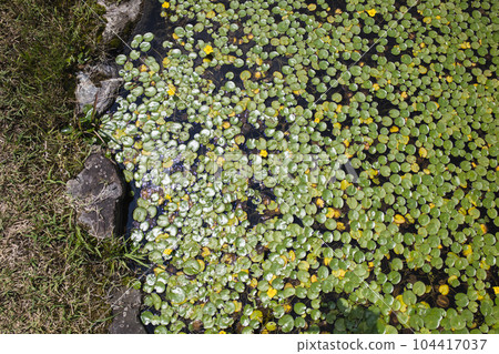 Yellow Asaza flowers and green leaves floating in the pond Yellow Asaza flowers and green leaves floating in the pond 104417037