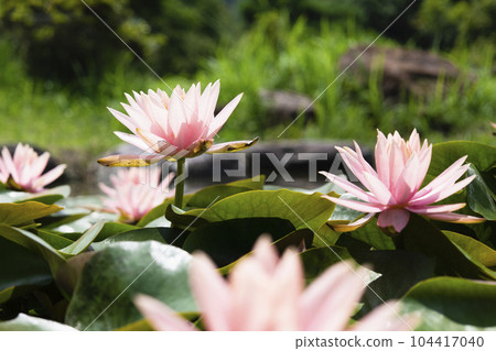 漂浮在池塘表面的粉紅色睡蓮 104417040