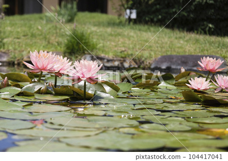 漂浮在池塘表面的粉紅色睡蓮 104417041