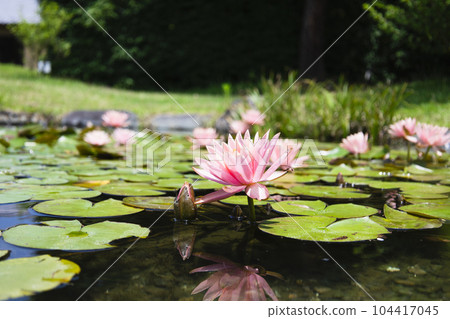 Pink water lily floating on the surface of the pond Pink water lily floating on the surface of the pond 104417045