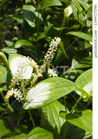 Hangeshou flower growing on the waterside 104417046