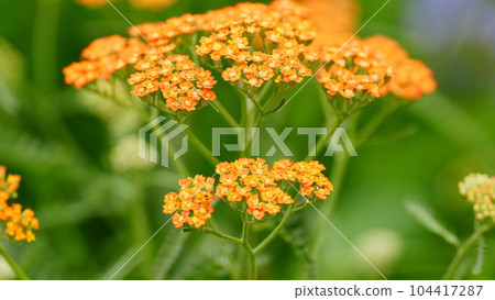 代代木公園是色彩繽紛的鮮花寶庫 104417287