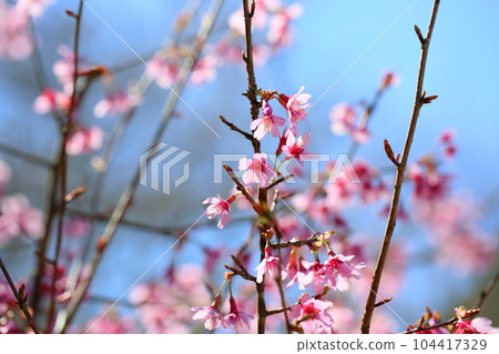 性感的櫻花 104417329