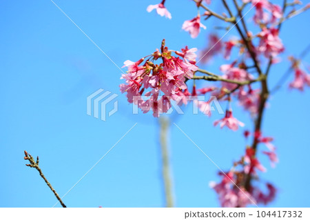 Sexy cherry blossoms Sexy cherry blossoms 104417332