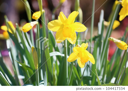 Flower of a daffodil 104417334