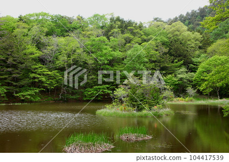 池塘邊的春天 104417539