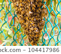 bee 104417986