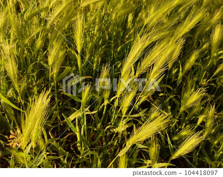ild Green Wheat Plants on Meadow ild Green Wheat Plants on Meadow 104418097